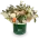 květinový box růží a karafiátů
